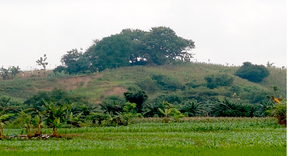 The sacred grove that helped grieving parents after their child mysteriously disappeared in a remote agricultural community in Central Java / Bianca J. Smith